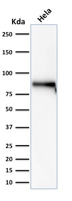 WB analysis of HeLa cell lysate using GTX17731 beta Catenin antibody [rCTNNB1/2173].
