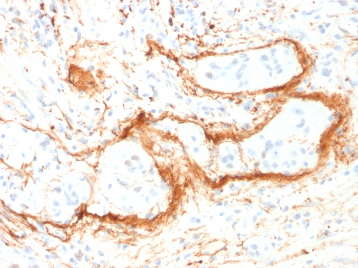 IHC-P analysis of human small intestine tissue using GTX17734 Elastin antibody [ELN/1981].