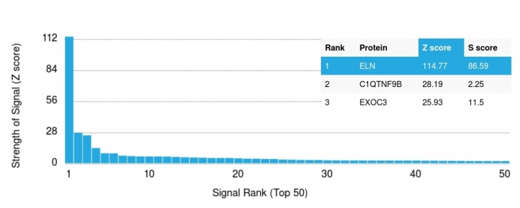 Analysis of Protein Array containing more than 19,000 full-length human proteins using Elastin (ELN) Mouse Monoclonal Antibody (ELN/1981). Z- and S- Score: The Z-score represents the strength of a signal that a monoclonal antibody produces when binding to a particular protein on the HuProtTM array. Z-scores are described in units of standard deviations (SDs) above the mean value of all signals generated on that array. If targets on HuProtTM are arranged in descending order of the Z-score, the S-score is the difference (also in units of SDs) between the Z-score. S-score therefore represents the relative target specificity of a Monoclonal Antibody to its intended target. A Monoclonal Antibody is considered to specific to its intended target if the Monoclonal Antibody has an S-score of at least 2.5. For example, if a Monoclonal Antibody binds to protein X with a Z-score of 43 and to protein Y with a Z-score of 14, then the S-score for the binding of that Monoclonal Antibody to protein X is equal to 29.