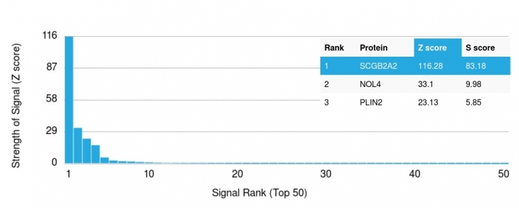 Analysis of Protein Array containing more than 19,000 full-length human proteins using Mammaglobin-Monospecific (SCGB2A2) Mouse Monoclonal Antibody (MGB1/2000). Z- and S- Score: The Z-score represents the strength of a signal that a monoclonal antibody produces when binding to a particular protein on the HuProtTM array. Z-scores are described in units of standard deviations (SDs) above the mean value of all signals generated on that array. If targets on HuProtTM are arranged in descending order of the Z-score, the S-score is the difference (also in units of SDs) between the Z-score. S-score therefore represents the relative target specificity of a Monoclonal Antibody to its intended target. A Monoclonal Antibody is considered to specific to its intended target if the Monoclonal Antibody has an S-score of at least 2.5. For example, if a Monoclonal Antibody binds to protein X with a Z-score of 43 and to protein Y with a Z-score of 14, then the S-score for the binding of that Monoclonal Antibody to protein X is equal to 29.