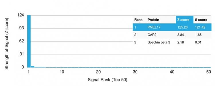 Analysis of Protein Array containing more than 19,000 full-length human proteins using gp100 Mouse Monoclonal Antibody (PMEL/2038). Z- and S- Score: The Z-score represents the strength of a signal that a monoclonal antibody produces when binding to a particular protein on the HuProtTM array. Z-scores are described in units of standard deviations (SDs) above the mean value of all signals generated on that array. If targets on HuProtTM are arranged in descending order of the Z-score, the S-score is the difference (also in units of SDs) between the Z-score. S-score therefore represents the relative target specificity of a Monoclonal Antibody to its intended target. A Monoclonal Antibody is considered to specific to its intended target if the Monoclonal Antibody has an S-score of at least 2.5. For example, if a Monoclonal Antibody binds to protein X with a Z-score of 43 and to protein Y with a Z-score of 14, then the S-score for the binding of that Monoclonal Antibody to protein X is equal to 29.