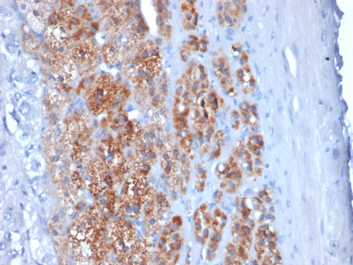 IHC-P analysis of human adrenal gland tissue using GTX17814 StAR antibody [STAR/2154].
