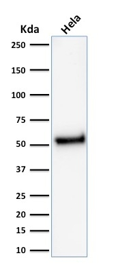 WB analysis of HeLa cell lysate using GTX17818 p53 antibody [rTP53/1739].