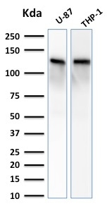 WB analysis of U-87 and THP-1 cell lysates using GTX17827 Vinculin antibody [VCL/2572].