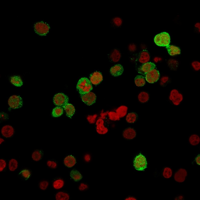 ICC/IF analysis of PFA-fixed Jurkat cells using GTX17837 ZAP70 antibody [ZAP70/2035]. Green : Primary antibody Red : nucleus