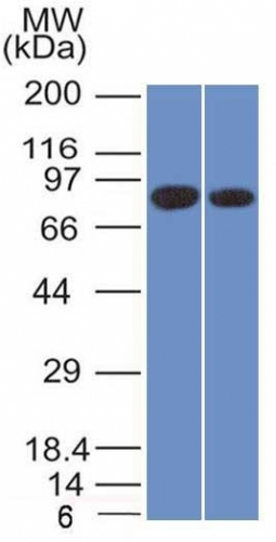 WB analysis of PANC1 and MCF-7 cell lysates using GTX17859 Calnexin antibody [CANX/1543].