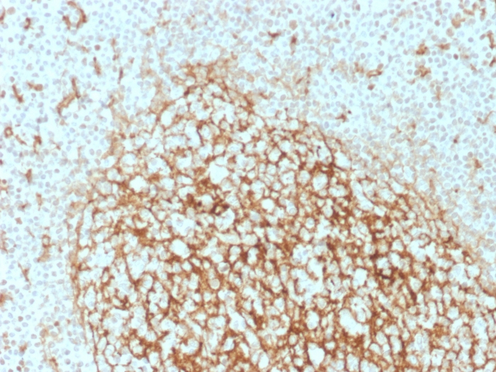 IHC-P analysis of human tonsil tissue using GTX17873 CD14 antibody [LPSR/2386].