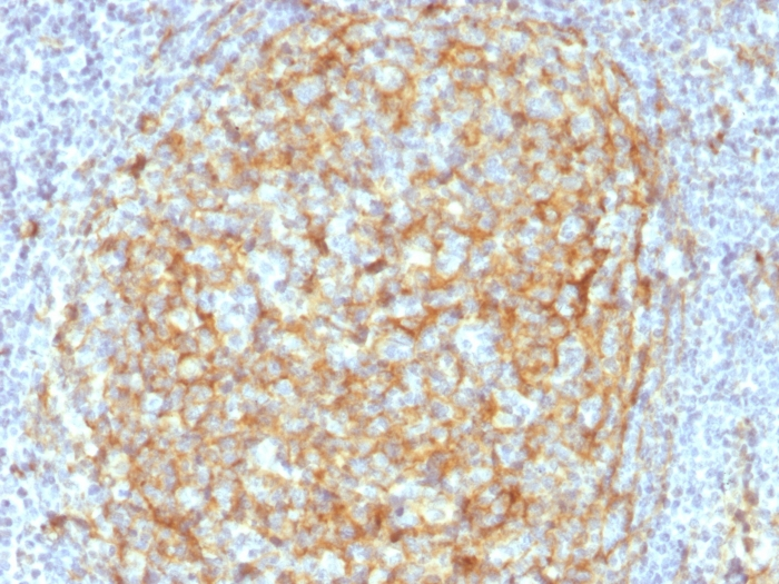 IHC-P analysis of human lymph node tissue using GTX17873 CD14 antibody [LPSR/2386].