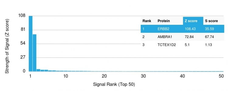 Analysis of Protein Array containing more than 19,000 full-length human proteins using HER-2 Mouse Monoclonal Antibody (ERBB2/2452). Z- and S- Score: The Z-score represents the strength of a signal that a monoclonal antibody produces when binding to a particular protein on the HuProtTM array. Z-scores are described in units of standard deviations (SDs) above the mean value of all signals generated on that array. If targets on HuProtTM are arranged in descending order of the Z-score, the S-score is the difference (also in units of SDs) between the Z-score. S-score therefore represents the relative target specificity of a Monoclonal Antibody to its intended target. A Monoclonal Antibody is considered to specific to its intended target if the Monoclonal Antibody has an S-score of at least 2.5. For example, if a Monoclonal Antibody binds to protein X with a Z-score of 43 and to protein Y with a Z-score of 14, then the S-score for the binding of that Monoclonal Antibody to protein X is equal to 29.