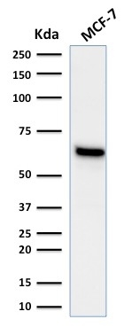 WB analysis of MCF-7 cell lysate using GTX17904 Estrogen Receptor alpha antibody [ESR1/1935].