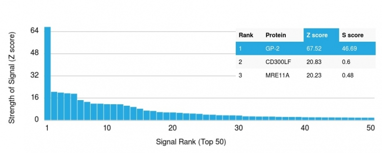 Analysis of Protein Array containing more than 19,000 full-length human proteins using GP2 Mouse Monoclonal Antibody (GP2/1803). Z- and S- Score: The Z-score represents the strength of a signal that a monoclonal antibody produces when binding to a particular protein on the HuProtTM array. Z-scores are described in units of standard deviations (SDs) above the mean value of all signals generated on that array. If targets on HuProtTM are arranged in descending order of the Z-score, the S-score is the difference (also in units of SDs) between the Z-score. S-score therefore represents the relative target specificity of a Monoclonal Antibody to its intended target. A Monoclonal Antibody is considered to specific to its intended target if the Monoclonal Antibody has an S-score of at least 2.5. For example, if a Monoclonal Antibody binds to protein X with a Z-score of 43 and to protein Y with a Z-score of 14, then the S-score for the binding of that Monoclonal Antibody to protein X is equal to 29.