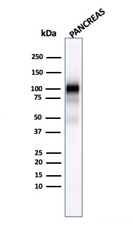 WB analysis of human pancreas tissue lysate using GTX17908 GP2 antibody [GP2/1803].