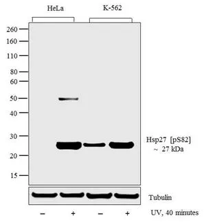WB analysis of HeLa (lane1), HeLa exposed for 40 minutes with UV (lane2), K-562 (lane3), K-562 exposed for 40 minutes with UV (lane4) lysate using GTX17937 HSP27 (phospho Ser82) antibody. Loading : 20 microg Dilution : 1:500