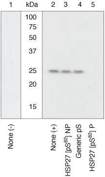 WB analysis of samples using GTX17937 HSP27 (phospho Ser82) antibody. The data show that only the immunogen phosphopeptide blocks the signal, demonstrating the specificity of the antibody.
