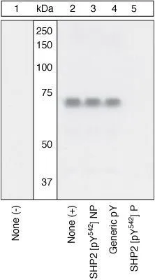 WB (peptide competition) analysis of NIH3T3 cells treated with PDGF (Lane 2-5) using GTX17939 SHP2 (phospho Tyr542) antibody prior incubated with the non-phosphopeptide corresponding to the immunogen (Lane 3), a generic phosphotyrosine-containing peptide (Lane 4), or, the phosphopeptide immunogen (Lane 5)control. The data show that only the immunogen phosphopeptide blocks the signal, demonstrating the specificity of the antibody.