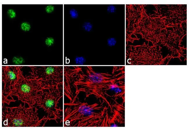ICC/IF analysis of NIH-3T3 cells using GTX17940 SHP2 (phospho Ser576) antibody. Panel e is a no primary antibody control. Green : Primary antibody Blue : Nuclei Red : Actin Fixation : 4% paraformaldehyde Permeabilization : 0.1% Triton X-100 for 10 minutes Dilution : 1:250 dilution in 0.1% BSA and incubated for 3 hours at room temperature