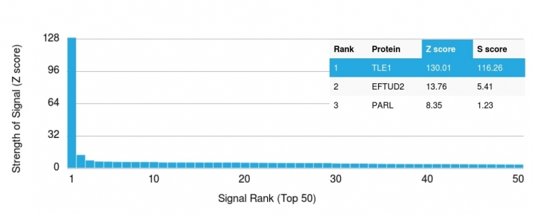 Analysis of Protein Array containing more than 19,000 full-length human proteins using TLE1 Mouse Monoclonal Antibody (TLE1/2085). Z- and S- Score: The Z-score represents the strength of a signal that a monoclonal antibody produces when binding to a particular protein on the HuProtTM array. Z-scores are described in units of standard deviations (SDs) above the mean value of all signals generated on that array. If targets on HuProtTM are arranged in descending order of the Z-score, the S-score is the difference (also in units of SDs) between the Z-score. S-score therefore represents the relative target specificity of a Monoclonal Antibody to its intended target. A Monoclonal Antibody is considered to specific to its intended target if the Monoclonal Antibody has an S-score of at least 2.5. For example, if a Monoclonal Antibody binds to protein X with a Z-score of 43 and to protein Y with a Z-score of 14, then the S-score for the binding of that Monoclonal Antibody to protein X is equal to 29.