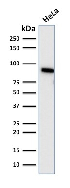 WB analysis of HeLa cell lysate using GTX17946 TLE1 antibody [TLE1/2085].