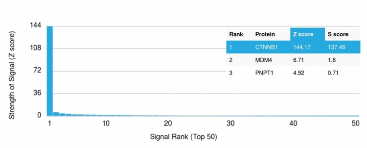 Analysis of Protein Array containing more than 19,000 full-length human proteins using Catenin, beta (CTNNB1) Mouse Monoclonal Antibody (CTNBB1/2098). Z- and S- Score: The Z-score represents the strength of a signal that a monoclonal antibody produces when binding to a particular protein on the HuProtTM array. Z-scores are described in units of standard deviations (SDs) above the mean value of all signals generated on that array. If targets on HuProtTM are arranged in descending order of the Z-score, the S-score is the difference (also in units of SDs) between the Z-score. S-score therefore represents the relative target specificity of a Monoclonal Antibody to its intended target. A Monoclonal Antibody is considered to specific to its intended target if the Monoclonal Antibody has an S-score of at least 2.5. For example, if a Monoclonal Antibody binds to protein X with a Z-score of 43 and to protein Y with a Z-score of 14, then the S-score for the binding of that Monoclonal Antibody to protein X is equal to 29.