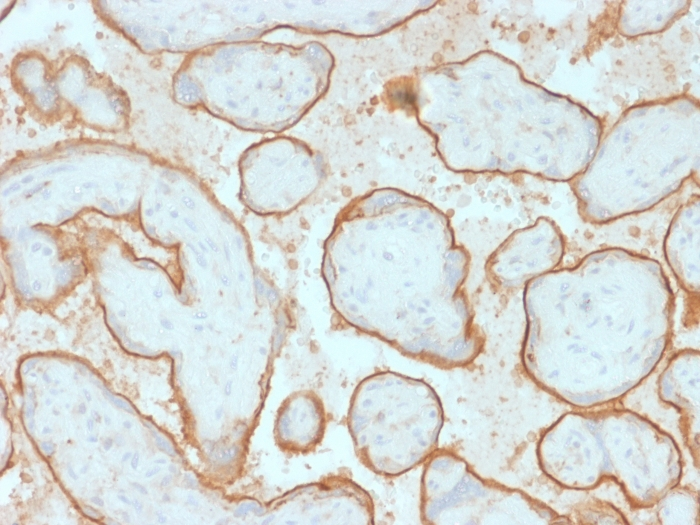 IHC-P analysis of human placenta tissue using GTX17955 EGFR antibody [GFR/2341].