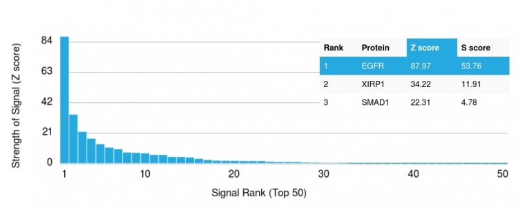 Analysis of Protein Array containing more than 19,000 full-length human proteins using EGFR Mouse Monoclonal Antibody (GFR/2341). Z- and S- Score: The Z-score represents the strength of a signal that a monoclonal antibody produces when binding to a particular protein on the HuProtTM array. Z-scores are described in units of standard deviations (SDs) above the mean value of all signals generated on that array. If targets on HuProtTM are arranged in descending order of the Z-score, the S-score is the difference (also in units of SDs) between the Z-score. S-score therefore represents the relative target specificity of a Monoclonal Antibody to its intended target. A Monoclonal Antibody is considered to specific to its intended target if the Monoclonal Antibody has an S-score of at least 2.5. For example, if a Monoclonal Antibody binds to protein X with a Z-score of 43 and to protein Y with a Z-score of 14, then the S-score for the binding of that Monoclonal Antibody to protein X is equal to 29.