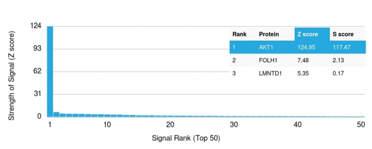 Analysis of Protein Array containing more than 19,000 full-length human proteins using AKT1 Mouse Monoclonal Antibody (AKT1/2552). Z- and S- Score: The Z-score represents the strength of a signal that a monoclonal antibody produces when binding to a particular protein on the HuProtTM array. Z-scores are described in units of standard deviations (SDs) above the mean value of all signals generated on that array. If targets on HuProtTM are arranged in descending order of the Z-score, the S-score is the difference (also in units of SDs) between the Z-score. S-score therefore represents the relative target specificity of a Monoclonal Antibody to its intended target. A Monoclonal Antibody is considered to specific to its intended target if the Monoclonal Antibody has an S-score of at least 2.5. For example, if a Monoclonal Antibody binds to protein X with a Z-score of 43 and to protein Y with a Z-score of 14, then the S-score for the binding of that Monoclonal Antibody to protein X is equal to 29.
