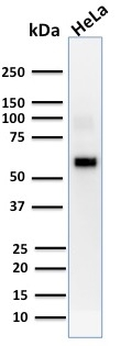 WB analysis of HeLa cell lysate using GTX17956 AKT1 antibody [AKT1/2552].