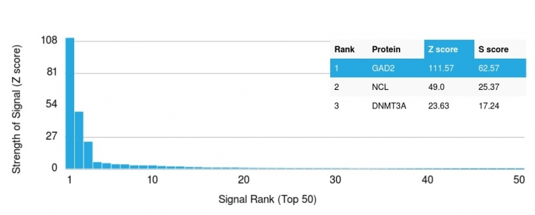 Analysis of Protein Array containing more than 19,000 full-length human proteins using GAD2 (GAD65) Mouse Monoclonal Antibody (GAD2/1960). Z- and S- Score: The Z-score represents the strength of a signal that a monoclonal antibody produces when binding to a particular protein on the HuProtTM array. Z-scores are described in units of standard deviations (SDs) above the mean value of all signals generated on that array. If targets on HuProtTM are arranged in descending order of the Z-score, the S-score is the difference (also in units of SDs) between the Z-score. S-score therefore represents the relative target specificity of a Monoclonal Antibody to its intended target. A Monoclonal Antibody is considered to specific to its intended target if the Monoclonal Antibody has an S-score of at least 2.5. For example, if a Monoclonal Antibody binds to protein X with a Z-score of 43 and to protein Y with a Z-score of 14, then the S-score for the binding of that Monoclonal Antibody to protein X is equal to 29.