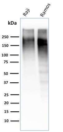 WB analysis of Raji and Ramos cell lysates using GTX17971 Ki67 antibody [MKI67/2462].