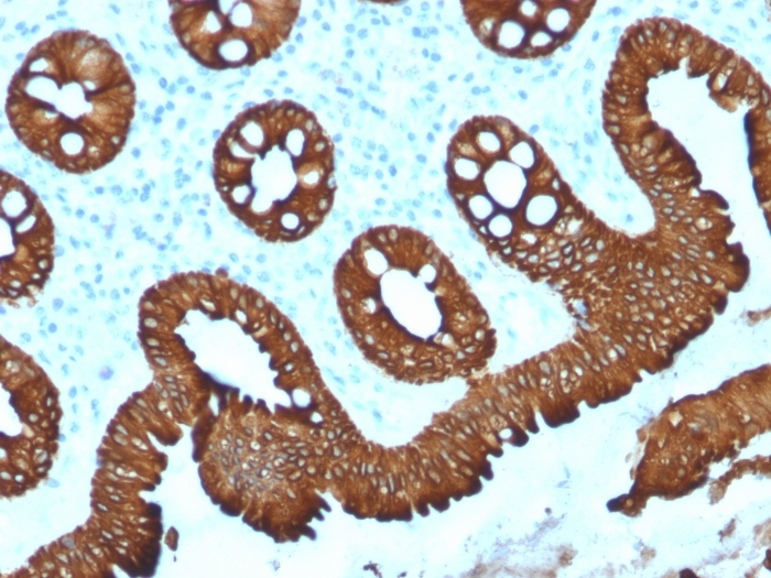 IHC-P analysis of human colon tissue using GTX17981 Cytokeratin 20 antibody [KRT20/1992].