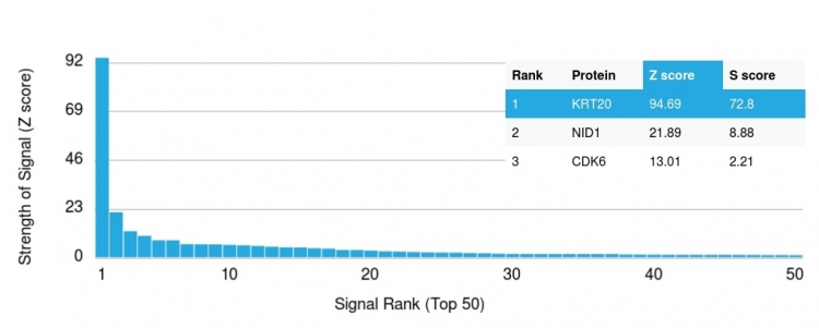 Analysis of Protein Array containing more than 19,000 full-length human proteins using Cytokeratin 20 (KRT20) Mouse Monoclonal Antibody (KRT20/1992). Z- and S- Score: The Z-score represents the strength of a signal that a monoclonal antibody produces when binding to a particular protein on the HuProtTM array. Z-scores are described in units of standard deviations (SDs) above the mean value of all signals generated on that array. If targets on HuProtTM are arranged in descending order of the Z-score, the S-score is the difference (also in units of SDs) between the Z-score. S-score therefore represents the relative target specificity of a Monoclonal Antibody to its intended target. A Monoclonal Antibody is considered to specific to its intended target if the Monoclonal Antibody has an S-score of at least 2.5. For example, if a Monoclonal Antibody binds to protein X with a Z-score of 43 and to protein Y with a Z-score of 14, then the S-score for the binding of that Monoclonal Antibody to protein X is equal to 29.