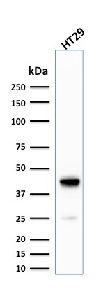 WB analysis of HT29 cell lysate using GTX17981 Cytokeratin 20 antibody [KRT20/1992].