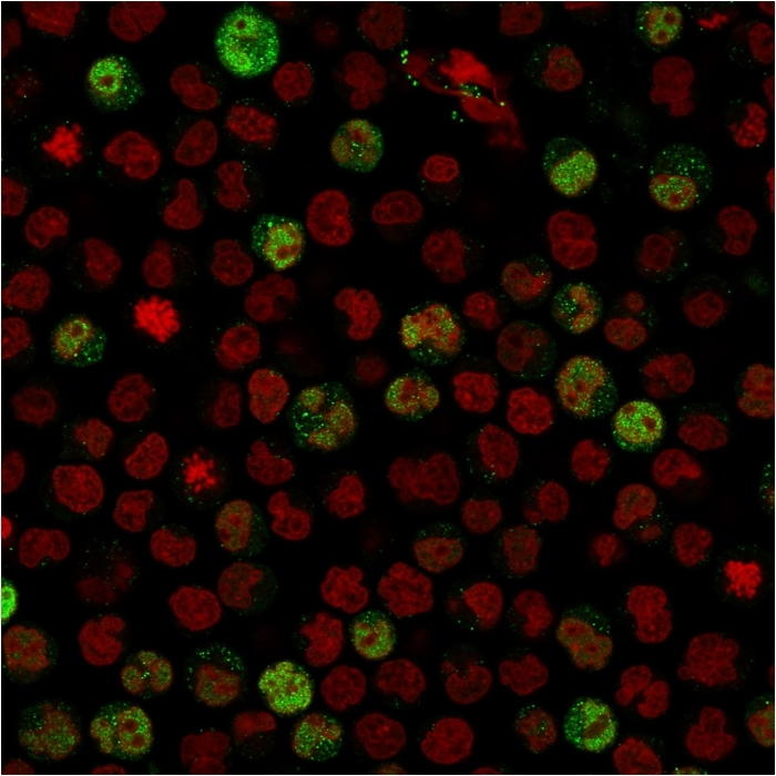 ICC/IF analysis of paraformaldehyde-fixed Raji cells using GTX17982 BOB1 antibody [BOB1/2424]. Green : Primary antibody Red : nucleus