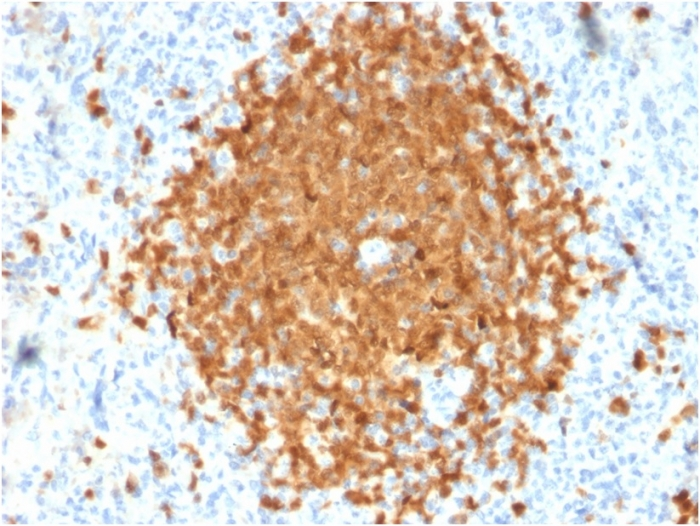 IHC-P analysis of human spleen tissue using GTX17982 BOB1 antibody [BOB1/2424].