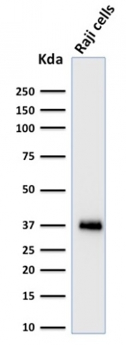 WB analysis of Raji cell lysate using GTX17982 BOB1 antibody [BOB1/2424].
