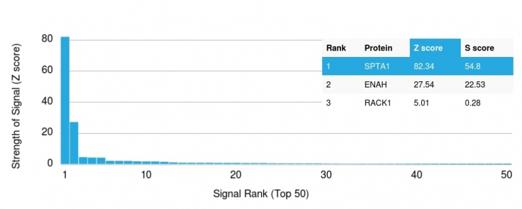 Analysis of Protein Array containing more than 19,000 full-length human proteins using Spectrin, alpha 1 Mouse Monoclonal Antibody (SPTA1/1810). Z- and S- Score: The Z-score represents the strength of a signal that a monoclonal antibody produces when binding to a particular protein on the HuProtTM array. Z-scores are described in units of standard deviations (SDs) above the mean value of all signals generated on that array. If targets on HuProtTM are arranged in descending order of the Z-score, the S-score is the difference (also in units of SDs) between the Z-score. S-score therefore represents the relative target specificity of a Monoclonal Antibody to its intended target. A Monoclonal Antibody is considered to specific to its intended target if the Monoclonal Antibody has an S-score of at least 2.5. For example, if a Monoclonal Antibody binds to protein X with a Z-score of 43 and to protein Y with a Z-score of 14, then the S-score for the binding of that Monoclonal Antibody to protein X is equal to 29.