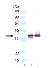 WB analysis of various samples using GTX18008 Synaptophysin antibody [4E206].<br>Lane 1 : MW marker<br>Lane 2 : Mouse brain extract<br>Lane 3 : Rat brain extract