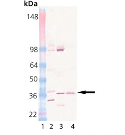WB analysis of various sample lysates using GTX18011 STX12 antibody [4E212]. Lane 1 : MW Marker Lane 2 : Rat Brain Lysate Lane 3 : Mouse Brain Lysate Lane 4 : CHO-K1 Cell Lysate (Heat Shocked)