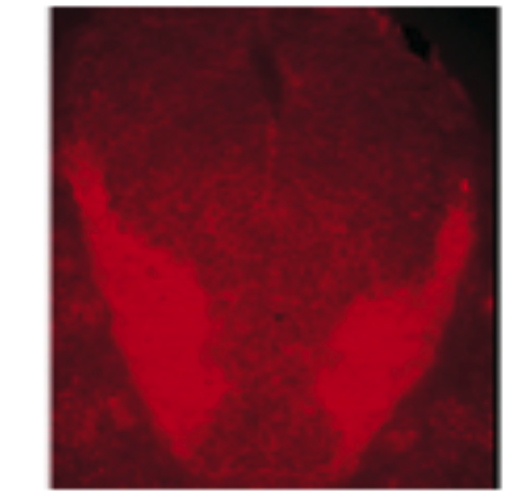 IHC analysis of Xenopus embryonic brain tissue using GTX18013 Synaptobrevin antibody [4E240].