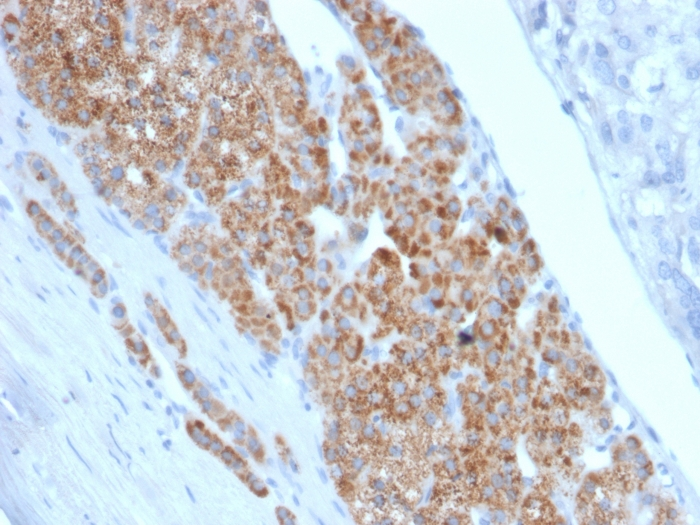 IHC-P analysis of human adrenal gland tissue using GTX18017 StAR antibody [STAR/2140].