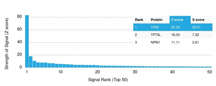 Analysis of Protein Array containing more than 19,000 full-length human proteins using p63 Mouse Monoclonal Antibody (TP63/2427). Z- and S- Score: The Z-score represents the strength of a signal that a monoclonal antibody produces when binding to a particular protein on the HuProtTM array. Z-scores are described in units of standard deviations (SDs) above the mean value of all signals generated on that array. If targets on HuProtTM are arranged in descending order of the Z-score, the S-score is the difference (also in units of SDs) between the Z-score. S-score therefore represents the relative target specificity of a Monoclonal Antibody to its intended target. A Monoclonal Antibody is considered to specific to its intended target if the Monoclonal Antibody has an S-score of at least 2.5. For example, if a Monoclonal Antibody binds to protein X with a Z-score of 43 and to protein Y with a Z-score of 14, then the S-score for the binding of that Monoclonal Antibody to protein X is equal to 29.