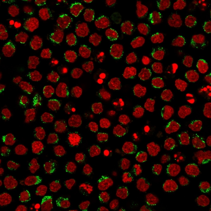 ICC/IF analysis of PFA-fixed Ramos cells using GTX18024 CD5 antibody [CD5/2416]. Green : Primary antibody Red : nucleus