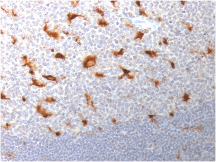 IHC-P analysis of human tonsil tissue using GTX18033 CD68 antibody [LAMP4/1830].