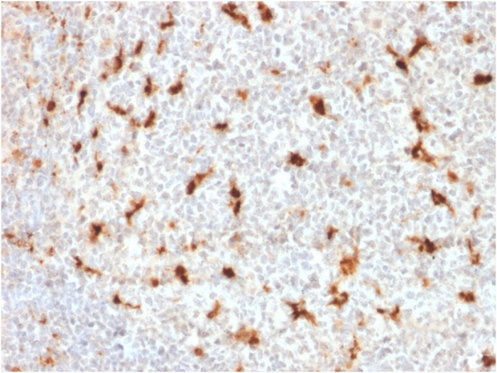 IHC-P analysis of human tonsil tissue using GTX18033 CD68 antibody [LAMP4/1830].