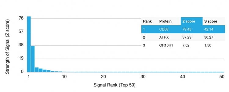 Analysis of Protein Array containing more than 19,000 full-length human proteins using CD68 Mouse Monoclonal Antibody (LAMP4/1830). Z- and S- Score: The Z-score represents the strength of a signal that a monoclonal antibody produces when binding to a particular protein on the HuProtTM array. Z-scores are described in units of standard deviations (SDs) above the mean value of all signals generated on that array. If targets on HuProtTM are arranged in descending order of the Z-score, the S-score is the difference (also in units of SDs) between the Z-score. S-score therefore represents the relative target specificity of a Monoclonal Antibody to its intended target. A Monoclonal Antibody is considered to specific to its intended target if the Monoclonal Antibody has an S-score of at least 2.5. For example, if a Monoclonal Antibody binds to protein X with a Z-score of 43 and to protein Y with a Z-score of 14, then the S-score for the binding of that Monoclonal Antibody to protein X is equal to 29.