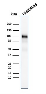 WB analysis of human pancreas tissue lysate using GTX18034 GP2 antibody [GP2/1805].