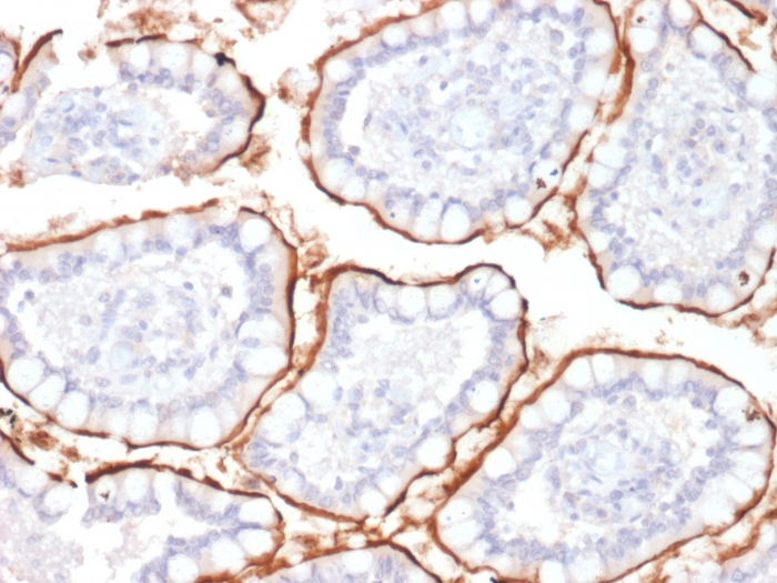 IHC-P analysis of human colon tissue using GTX18040 CD10 antibody [MME/1870].