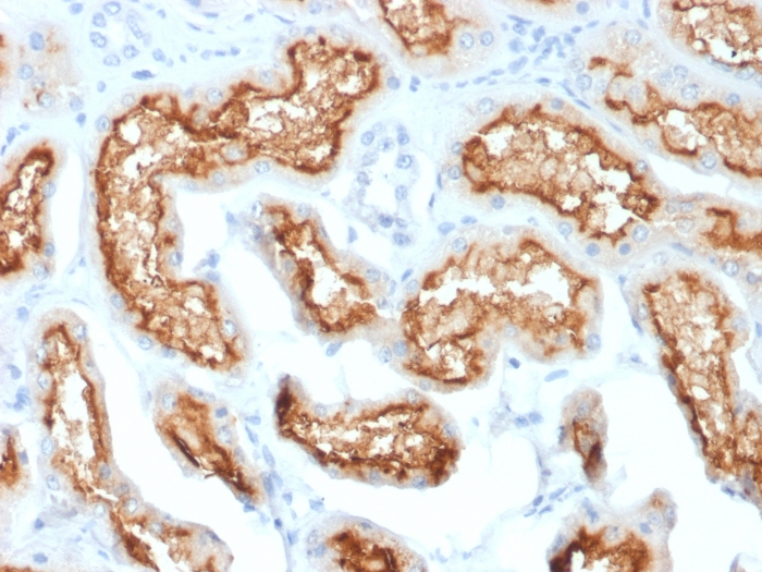 IHC-P analysis of human kidney tissue using GTX18040 CD10 antibody [MME/1870].