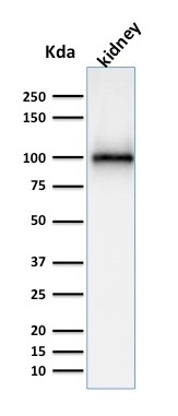 WB analysis of kidney tissue lysate using GTX18040 CD10 antibody [MME/1870].