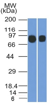 WB analysis of (1) Raji and (2) Ramos cell lysates using GTX18043 CD10 antibody [MME/1892].